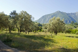 Ancient Olive Grove - which holds breeding Olive-tree Warblers, Masked Shrikes Ancient Olive Grove - which holds breeding Olive-tree Warblers, Masked Shrikes