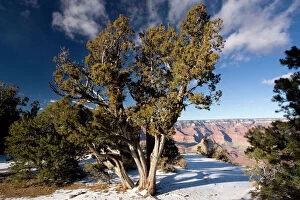 Images Dated 29th November 2006: Ancient Utah Juniper in Grand Canyon National Park in winter