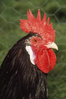 Ancona Chicken - Italian Ancona Chicken - Italian
