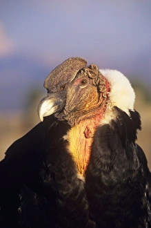 Andean Condor - adult male Andean Condor - adult male