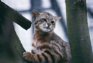 Andean Pampas Cat - captivity Andean Pampas Cat - captivity