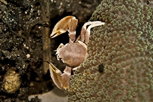 Anemone Crab - using its delicate nets sweeping the current for food particals Anemone Crab - using its delicate nets sweeping the current for food particals