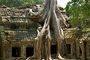 Cambodia Collection: Angkor Tree roots cover - Ta Prohm - Cambodia