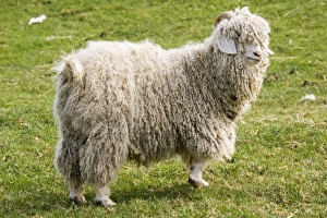 Angora Goat - Rare Breed Trust Cotswold Farm Park Temple Guiting near Stow on the Wold Angora Goat - Rare Breed Trust Cotswold Farm Park Temple Guiting near Stow on the Wold