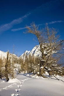 Animal tracks in deep snow in winter landscape