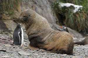 Antarctic Fur Seal - with Gentoo Penguin Antarctic Fur Seal - with Gentoo Penguin