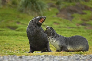 Antarctic Fur Seal - Pair playfighting Antarctic Fur Seal - Pair playfighting