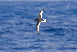 Antarctic Petrel - In flight over sea showing white trailing edge to upper wing Antarctic Petrel - In flight over sea showing white trailing edge to upper wing