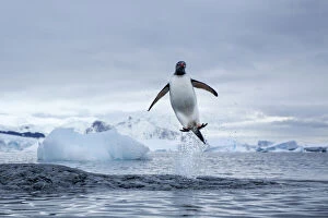 Pygoscelis Gallery: Antarctica, Gentoo Penguins(Pygoscelis papua)