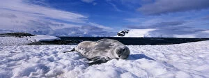 Antarctica, Half Moon Island, Weddell Seal