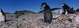 Pygoscelis Gallery: Antarctica, Livingston Island, Chinstrap