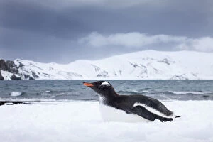 Gentoo Gallery: Antarctica, South Shetland Islands, Gentoo