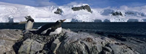 Gentoo Gallery: Antarctica, Trinity Island, Mikkelsen Harbor