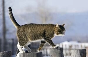 ANZ-1375 Domestic cat - tabby - male