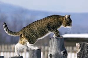 ANZ-1376 Domestic cat - tabby - male