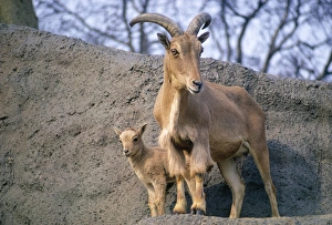 Aoudad / Barbary Sheep - adult with kid Aoudad / Barbary Sheep - adult with kid