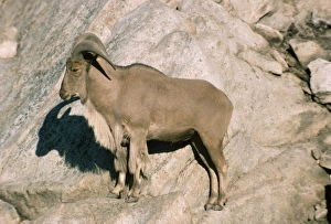 Aoudad / Barbary Sheep - male Aoudad / Barbary Sheep - male
