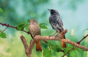 Chats And Flycatchers Gallery: 
