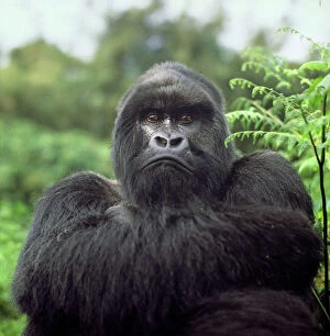 Ape: Mountain Gorilla - Silverback male