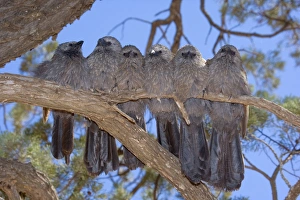 Apostlebird / Grey Jumper - six individuals sit tightly pressed together side by side Apostlebird / Grey Jumper - six individuals sit tightly pressed together side by side