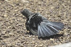 Apostlebird - sunbathing Apostlebird - sunbathing