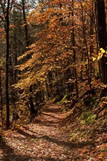 Images Dated 6th November 2011: The Appalachian Trail (AT) in autumn