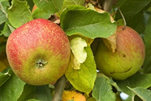 apples - almost ripe apples hanging on an apple tree apples - almost ripe apples hanging on an apple tree