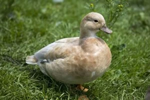Images Dated 19th July 2007: Apricot call duck. Modern Apricot call ducks have a blue gene