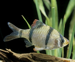 Aquarium Fish - Sumatra / Tiger Barb Aquarium Fish - Sumatra / Tiger Barb