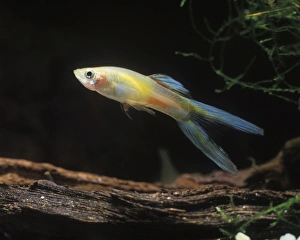 Aquarium Fish - young male Guppy Aquarium Fish - young male Guppy