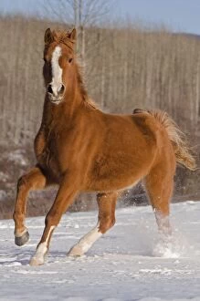 Images Dated 15th February 2006: Arabian Horse running in snowcovered field