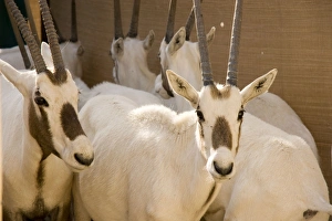 Arabian Oryx - in pen prior to transportation Arabian Oryx - in pen prior to transportation
