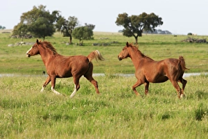Arabic Horses - 2 trotting on meadow Arabic Horses - 2 trotting on meadow