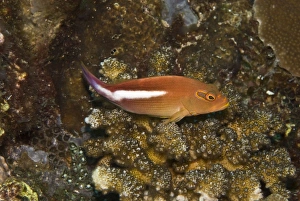 Arc-eye Hawkfish - Usually seen perched on coral watching out for small fishes it' Arc-eye Hawkfish - Usually seen perched on coral watching out for small fishes it'