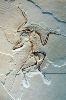 Archaeopteryx, fossil bird