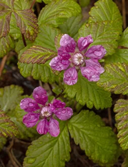 Arctic Bramble, Rubus arcticus in flower, Sweden. Extinct in UK. Date: 15-Apr-19
