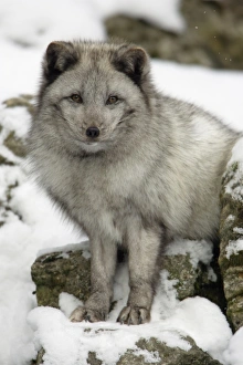 Arctic Fox - In winter with winter coat Arctic Fox - In winter with winter coat