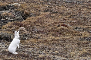 Arctic hare (Lepus articus) Franz Joseph