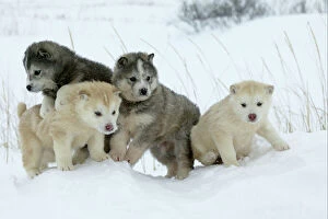 Canada Collection: Arctic / Siberian Husky - litter of four puppies in snow. Churchill. Manitoba. Canada