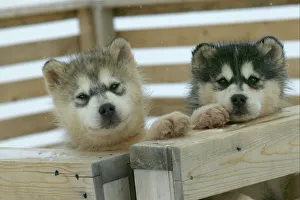 Arctic / Siberian Husky - puppies in wooden pen Arctic / Siberian Husky - puppies in wooden pen