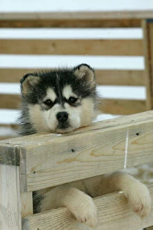 Arctic / Siberian Husky - puppy in wooden pen