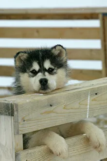 Arctic / Siberian Husky - puppy in wooden pen Arctic / Siberian Husky - puppy in wooden pen