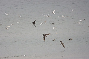 Arctic Skuas and Arctic Terns - (Sterna paradisaea) in flight over the sea Arctic Skuas and Arctic Terns - (Sterna paradisaea) in flight over the sea