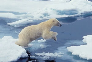 Images Dated 26th October 2009: Arctic, Svalbard, Polar Bear rising while