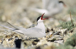 Arctic TERN - Adult calling on nest Arctic TERN - Adult calling on nest