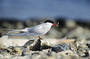 Arctic TERN - Adult with shrimp in beak Arctic TERN - Adult with shrimp in beak