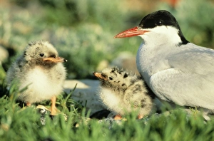 Arctic TERN - Parent bird with two chicks Arctic TERN - Parent bird with two chicks