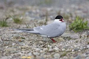 Images Dated 15th July 2007: Arctic Tern - Resting on shingle