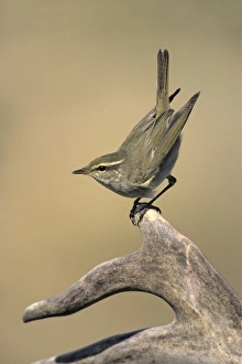 Arctic Warbler Arctic Warbler