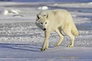 Images Dated 17th January 2007: Arctic Wolf Minnesota USA